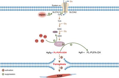 The possible mechanisms of ferroptosis in sepsis-associated acquired weakness